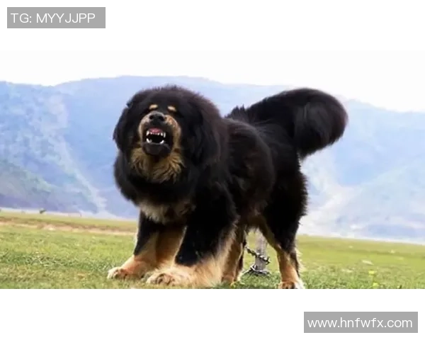 英超焦点战埃弗顿主场迎战利物浦胜负预测及分析